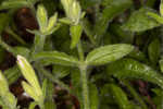 Eastern fringed catchfly